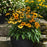 Echinacea 'PAS1303304'  - Artisan™ Yellow Ombre Coneflower