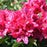 Rhododendron, Nova Zembla Rhododendron