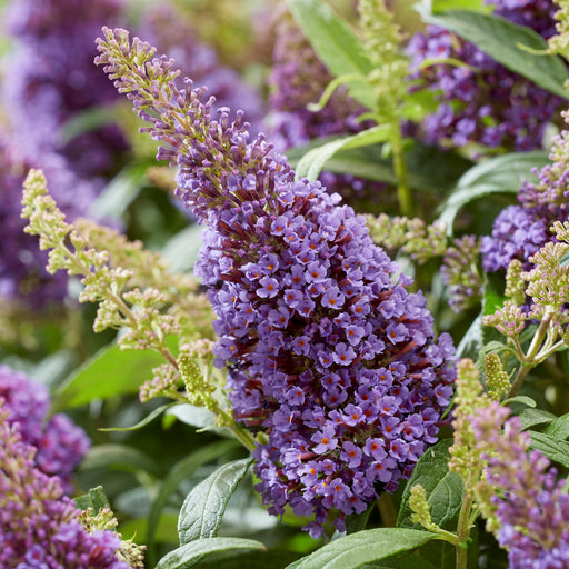 Butterfly Bush, Butterfly Candy™ Lil' Lavender™ Butterfly Bush