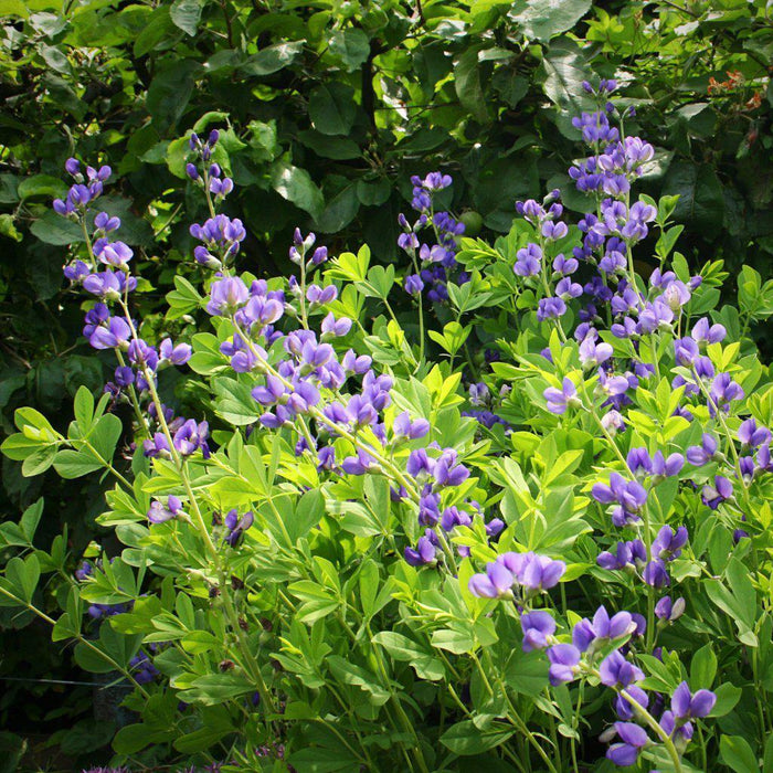 Baptisia, Blue False Indigo