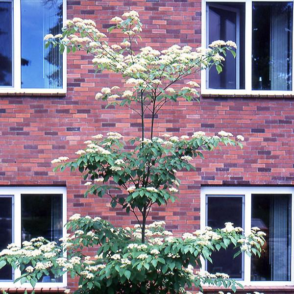 Cornus alternifolia  - Pagoda Dogwood