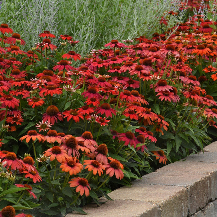 Echinacea 'PAS1257973'  - Artisan™ Red Ombre Coneflower