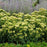 Sedum 'Lemonjade’  - Rock 'N Grow® Lemonjade Stonecrop