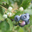Blueberry, Midnight Cascade Lowbush, 2 gal (12-15 in)