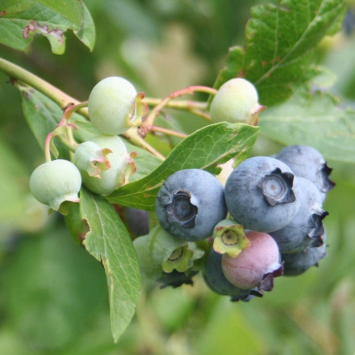 Blueberry, Midnight Cascade Lowbush, 2 gal (12-15 in)