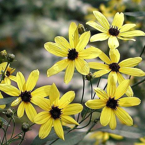Coreopsis tripteris 'Gold Standard'  - Gold Standard Tall Tickseed