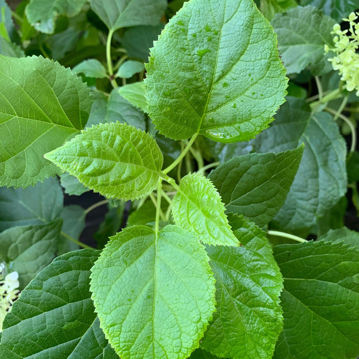 Hydrangea arborescens 'Annabelle'  - Mophead Hydrangea, Annabelle Hydrangea