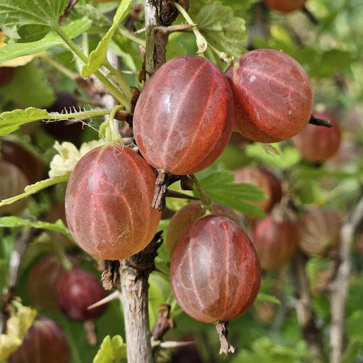 Ribes uva-crispa 'Hinnonmaki Red'  - Hinnonmaki Red Gooseberry