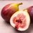 Ficus carica 'Italian Everbearing'  - Italian Everbearing Fig