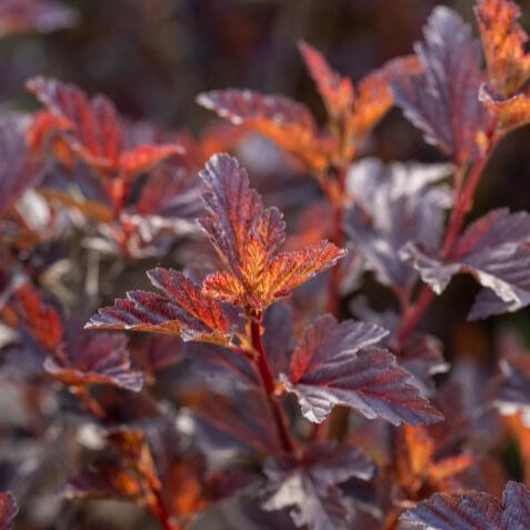 Physocarpus opulifolius 'UMNHarpell' PP30,792  - First Editions® Fireside® Ninebark