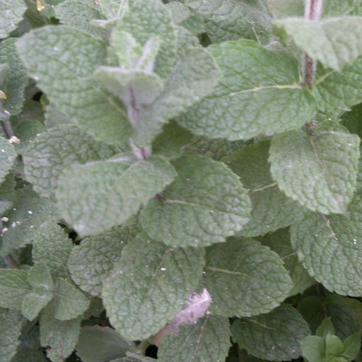MENTHA PEPPERMINT