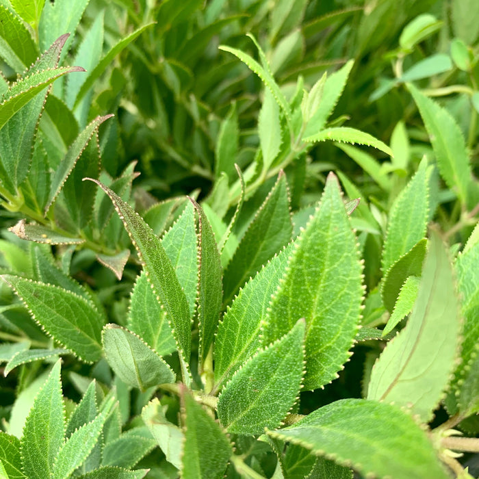 Deutzia gracilis 'Nikko' - Dwarf Nikko Deutzia