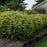 Sedum 'Lemonjade’  - Rock 'N Grow® Lemonjade Stonecrop
