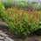 Baptisia, Decadence® Cherries Jubilee Baptisia
