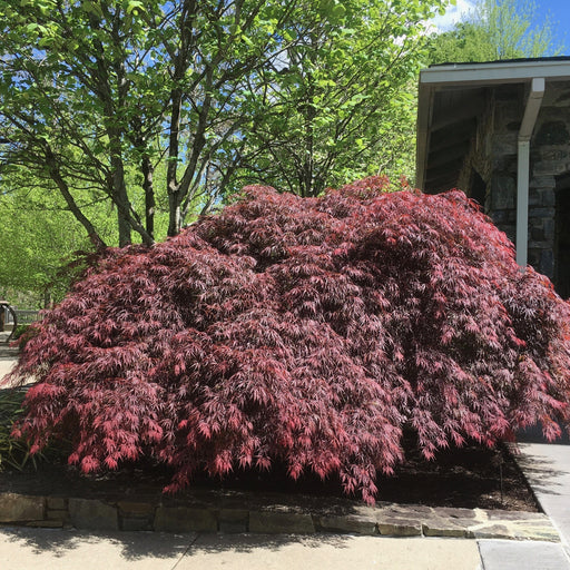 Acer palmatum var. dissectum 'Tamukeyama'  - Tamukeyama Japanese Maple