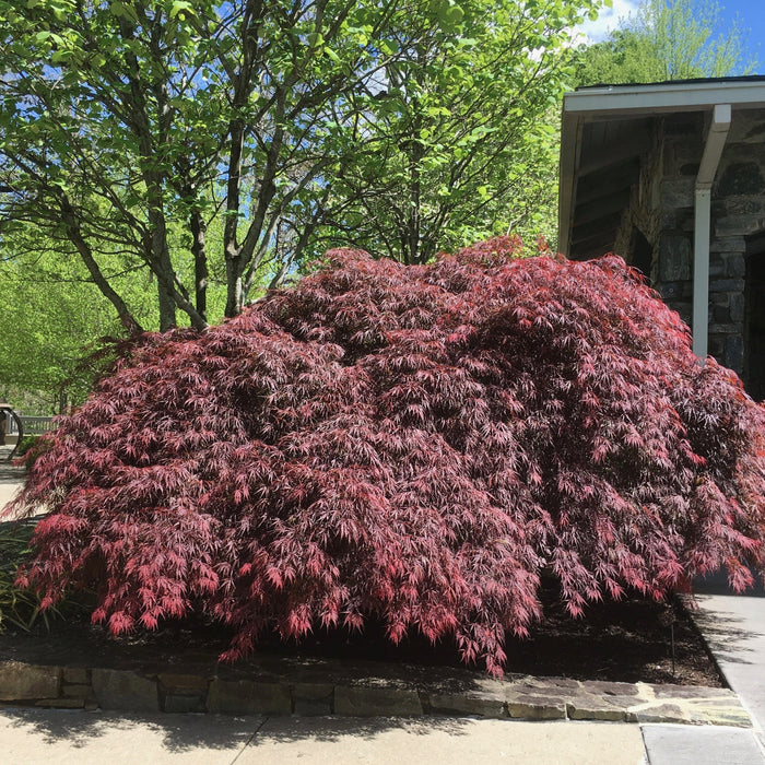 Maple, Tamukeyama Japanese Maple