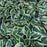 Hosta x 'Wide Brim'  - Wide Brim Hosta