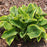 Hosta x 'Wide Brim'  - Wide Brim Hosta