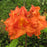 Azalea, Gibraltar Azalea