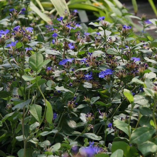 Leadwort, Hardy Plumbago, Leadwort