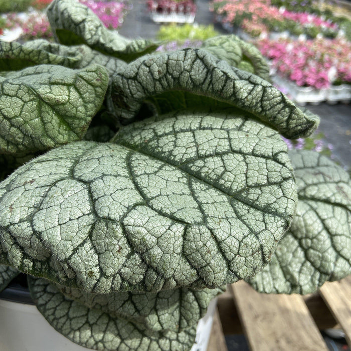 Bugloss, Jack of Diamonds Heartleaf Brunnera