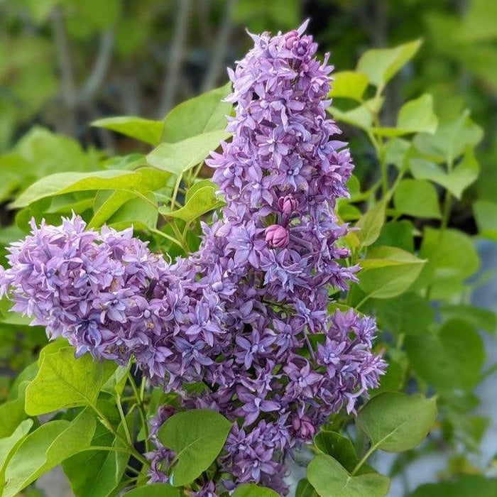 Syringa x hyacinthiflora 'Royal Purple'  - Royal Purple Lilac