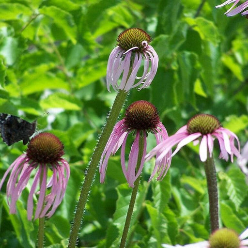 Echinacea pallida  - Pale Purple Coneflower