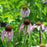 Echinacea pallida  - Pale Purple Coneflower