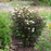 Physocarpus opulifolius 'Monlo'  - Diablo® Ninebark