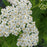 Yarrow, Common Yarrow