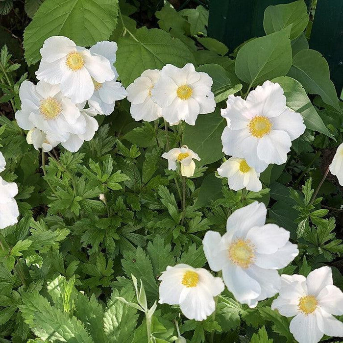 Anemone, Canadian Anemone