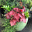 Heuchera x 'TNHEUFR'  - Forever® Red Heuchera, Coral Bells