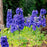 Delphinium, Laser Beam™ Delphinium