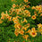 Trumpet Vine, Yellow Summer Jazz Sunrise Gold Trumpet Vine