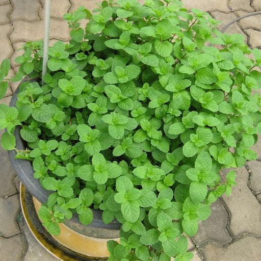 Spearmint