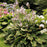 Hosta 'Earth Angel'  - Earth Angel Hosta