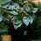 Hosta 'First Frost'  - First Frost Hosta