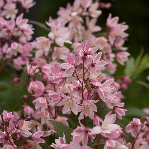 Deutzia, Yuki Cherry Blossom® Deutzia