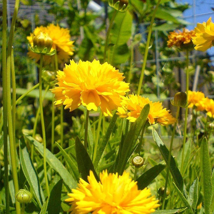 Coreopsis grandiflora 'DCOREO16'  - Solanna™ Golden Sphere Tickseed