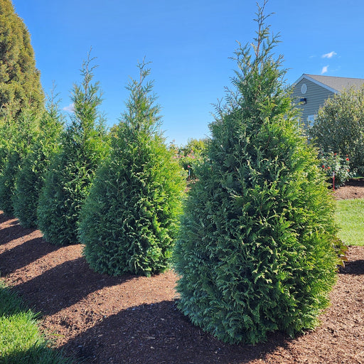 Thuja occidentalis 'Junior Giant'  - Junior Giant Arborvitae
