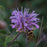 Bee Balm, Sugar Buzz® Blue Moon Bee Balm