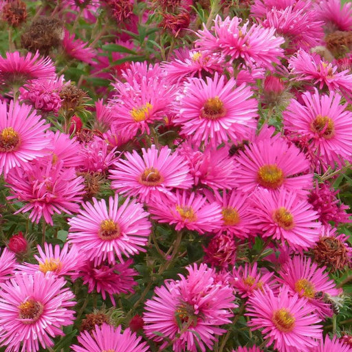 Aster novae-angliae 'Vibrant Dome'  - Vibrant Dome New England Aster