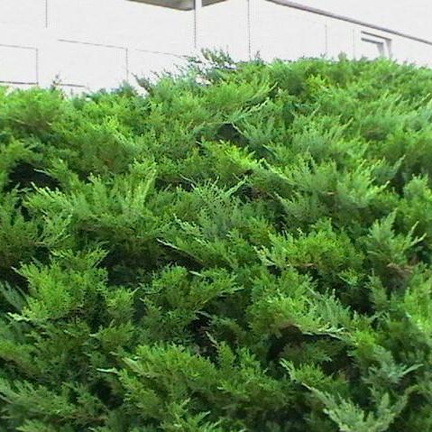 Juniperus chinensis sargentii 'Viridis'   - Sargent Green Juniper
