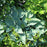 Hosta 'Halcyon'  - Halcyon Hosta