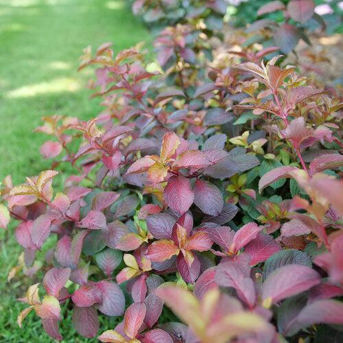 Weigela florida 'Verweig9' PP35146   - Midnight Sun™ Weigela