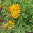 Asclepias tuberosa 'Hello Yellow'  - Hello Yellow Butterfly Weed