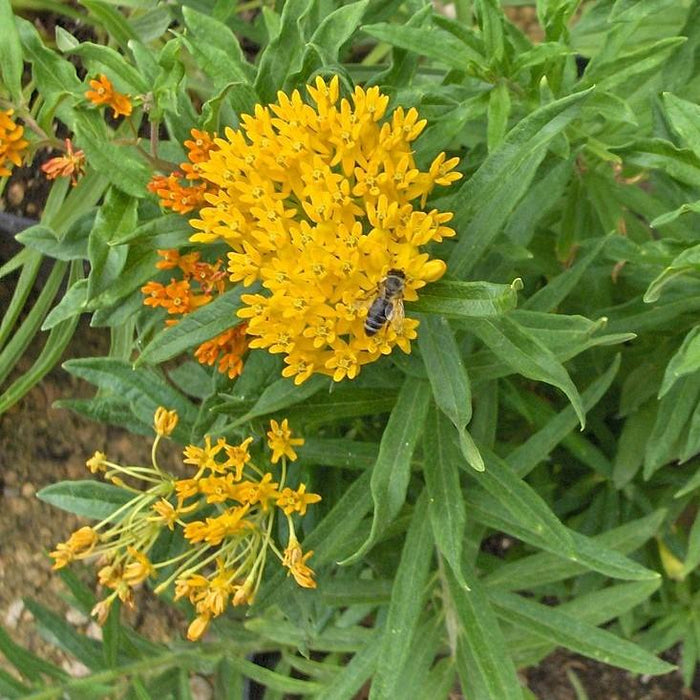 Asclepias tuberosa 'Hello Yellow'  - Hello Yellow Butterfly Weed