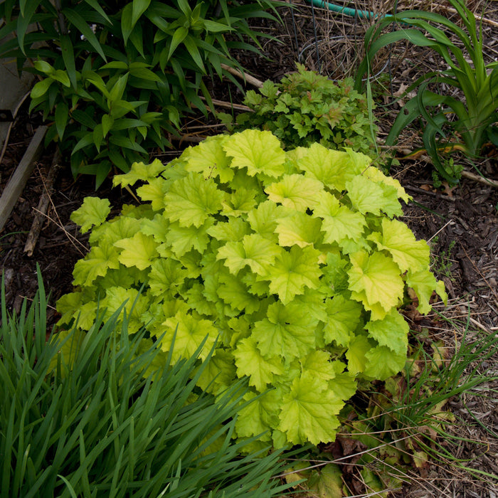 Heuchera 'Guacamole'  - Guacamole Heuchera