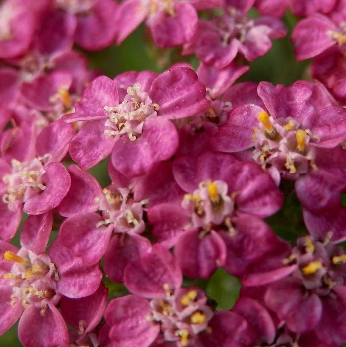 Yarrow, Milly Rock™ Rose Yarrow