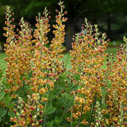 Baptisia, Decadence® Cherries Jubilee Baptisia